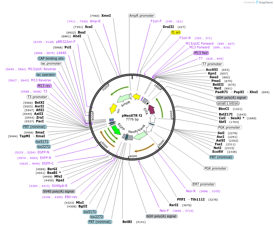 69159-plasmid-map-sequence-id-121991