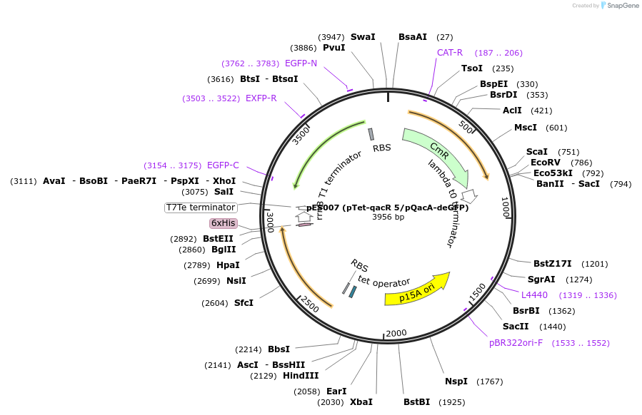 69036-plasmid-map-sequence-id-121998