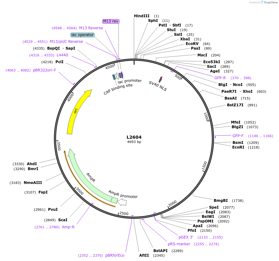 1512-plasmid-map-sequence-id-122