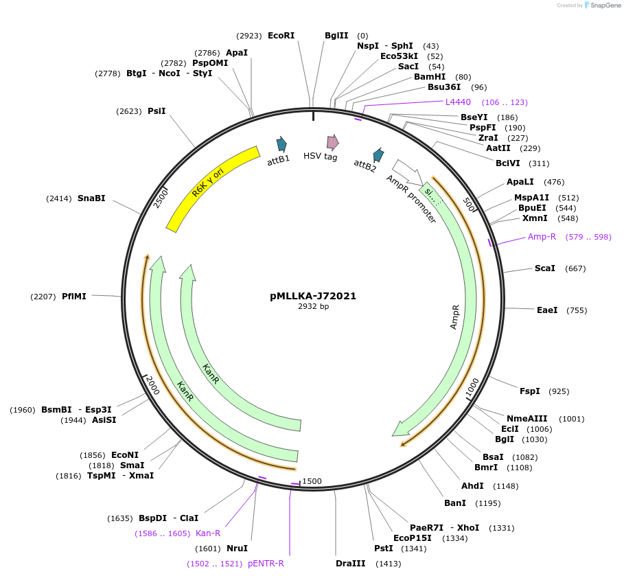 26012-plasmid-map-sequence-id-12200