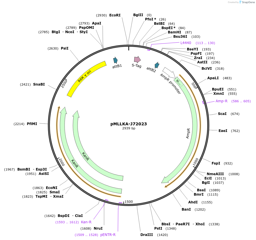 26014-plasmid-map-sequence-id-12202