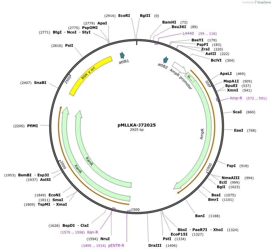 26016-plasmid-map-sequence-id-12204