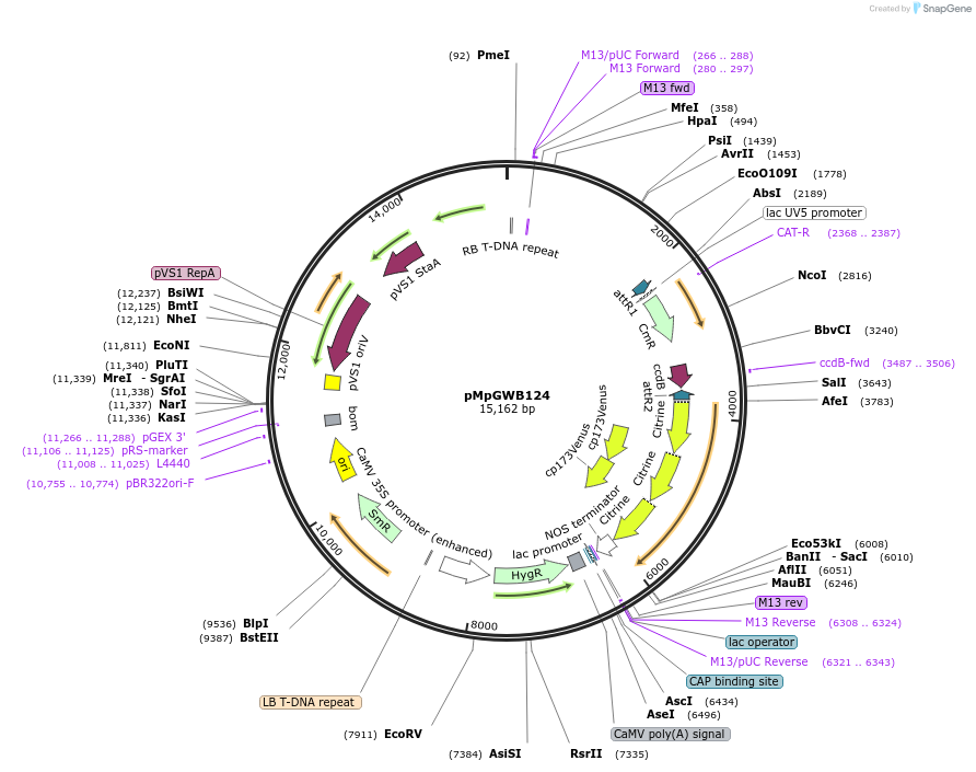 68578-plasmid-map-sequence-id-122045