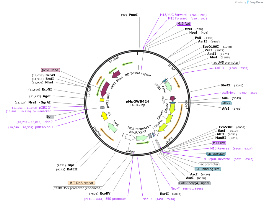 68689-plasmid-map-sequence-id-122048