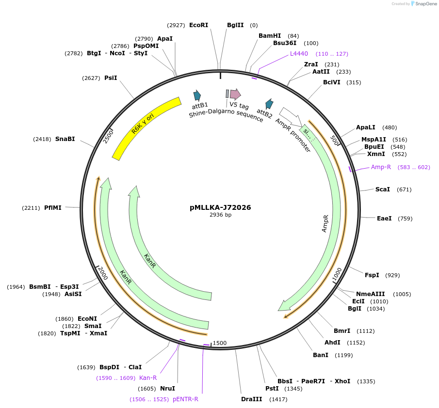 26017-plasmid-map-sequence-id-12205