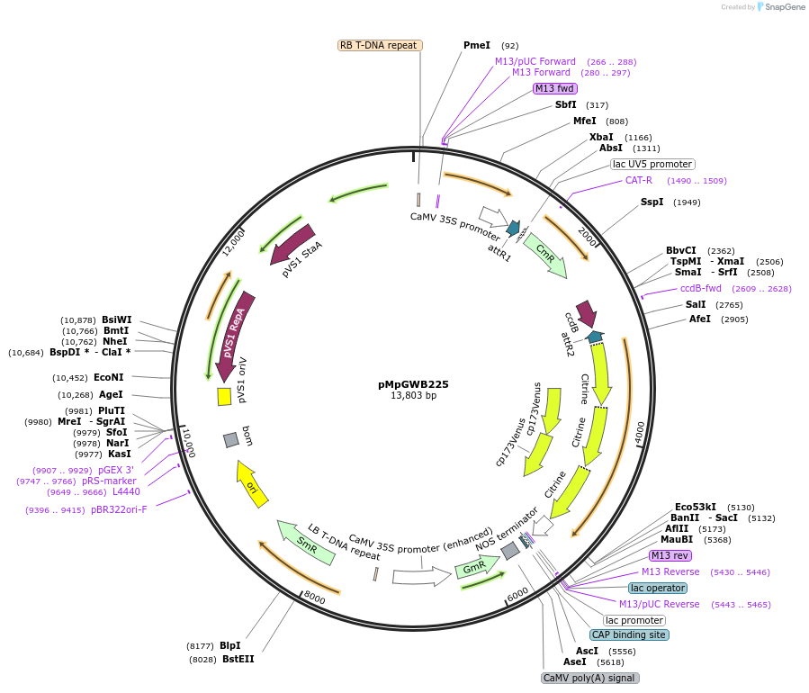 68616-plasmid-map-sequence-id-122050