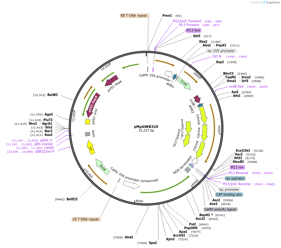 68653-plasmid-map-sequence-id-122051