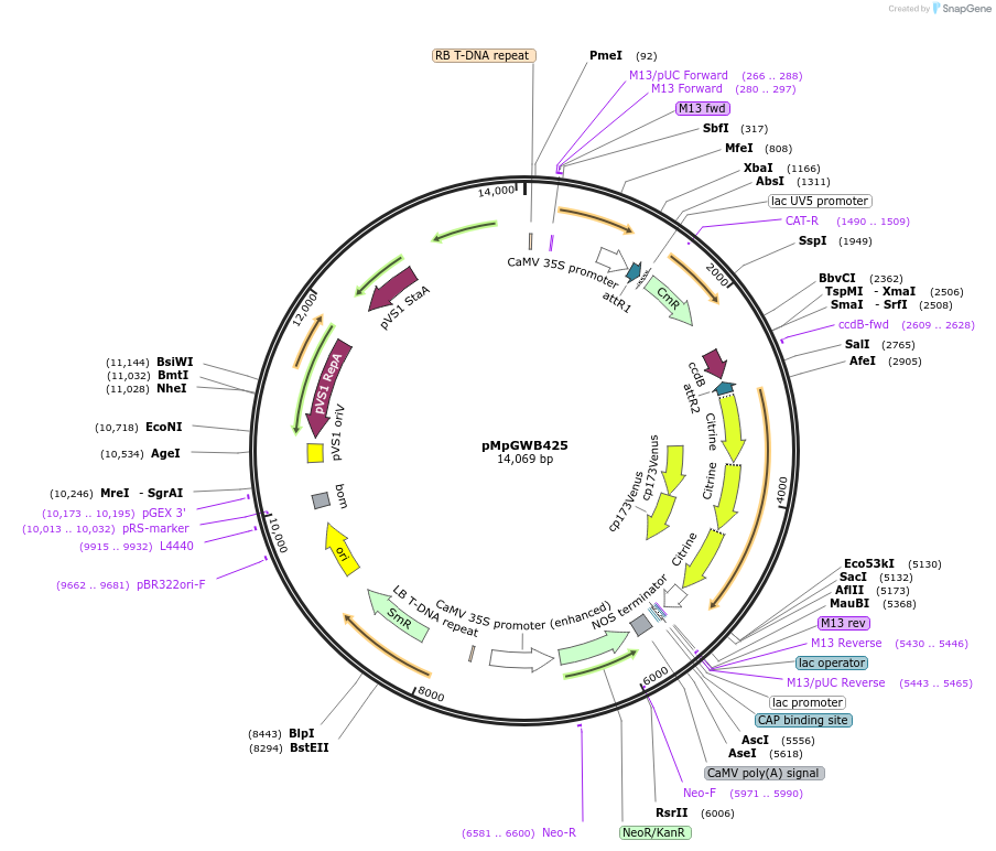 68690-plasmid-map-sequence-id-122052