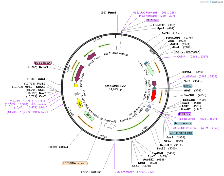 68655-plasmid-map-sequence-id-122059