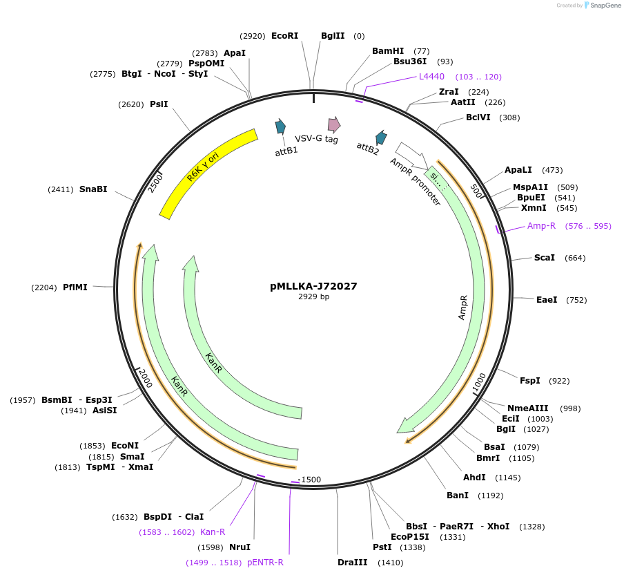26018-plasmid-map-sequence-id-12206