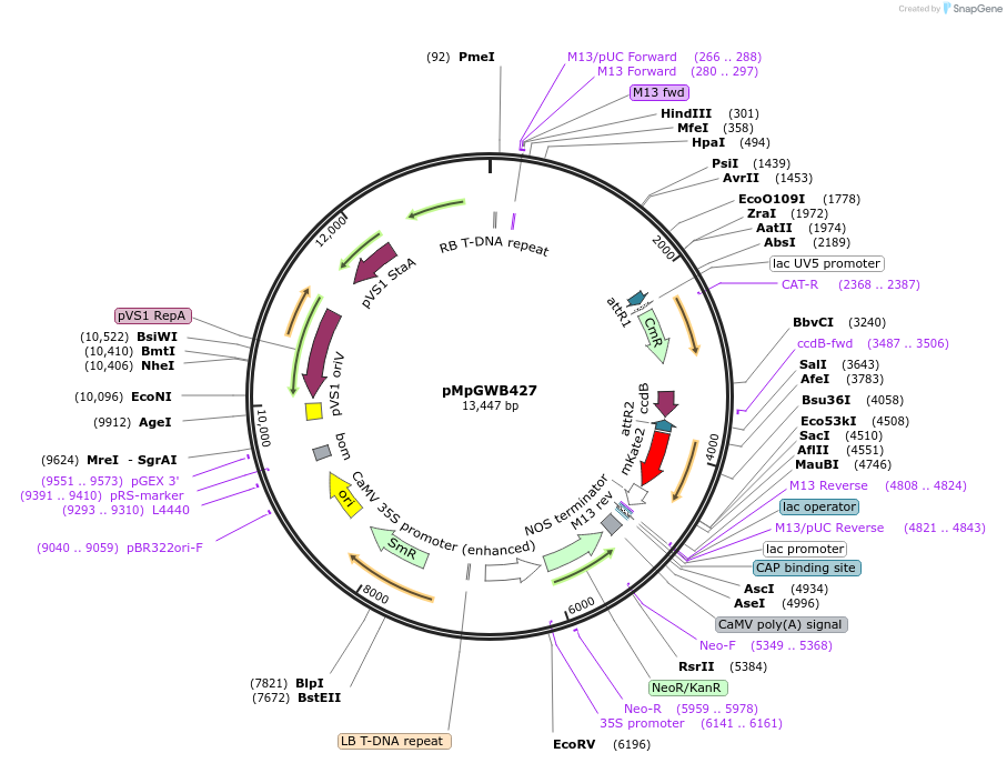 68692-plasmid-map-sequence-id-122060