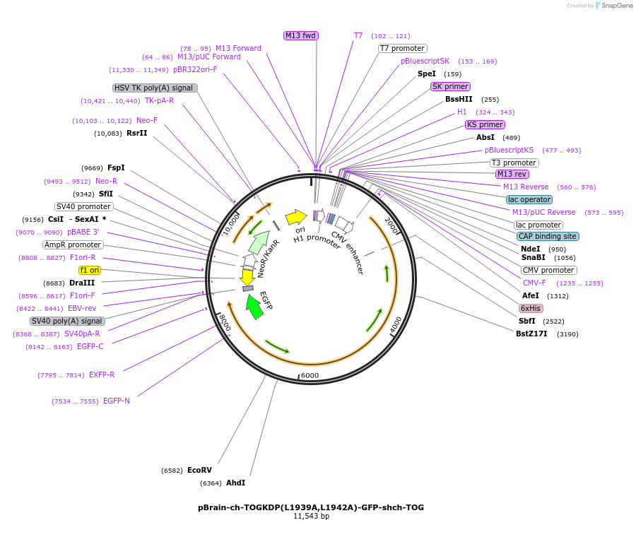 69114-plasmid-map-sequence-id-122082