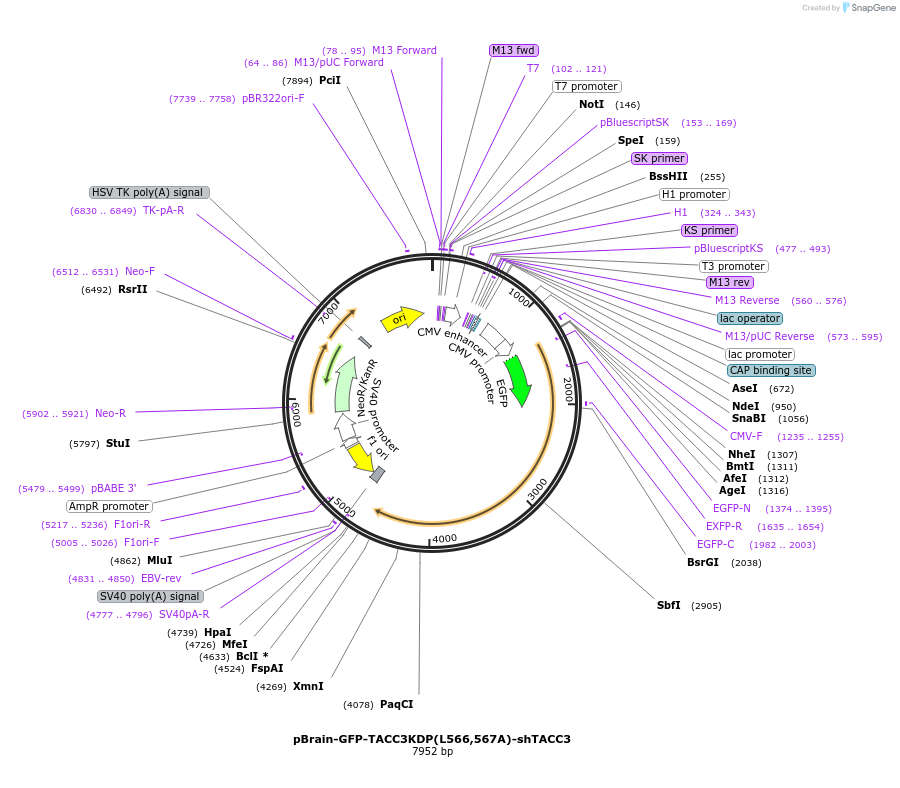 69117-plasmid-map-sequence-id-122092