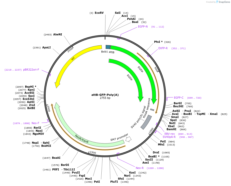 65524-plasmid-map-sequence-id-122099