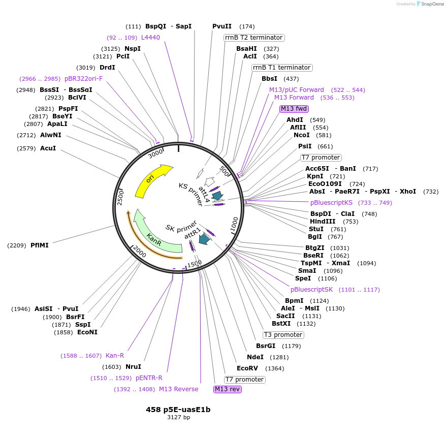 26026-plasmid-map-sequence-id-12211
