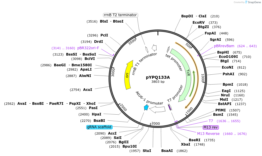 69275-plasmid-map-sequence-id-122113