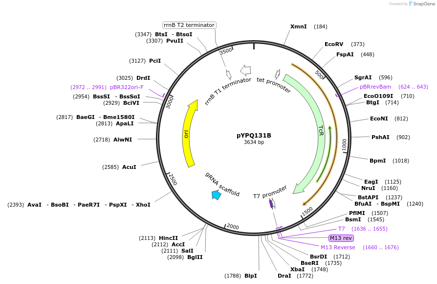 69281-plasmid-map-sequence-id-122119