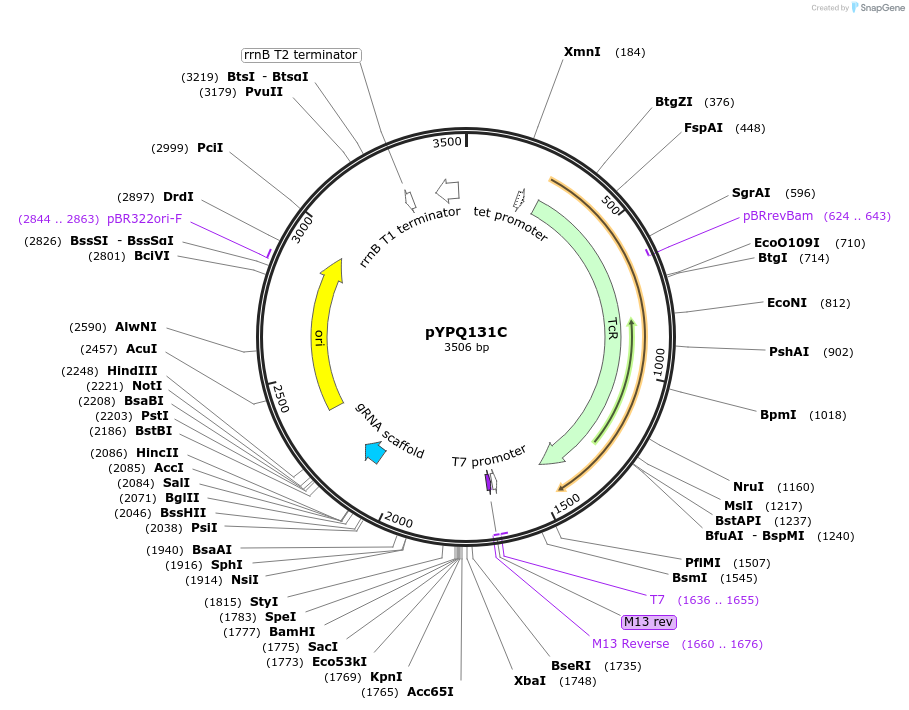 69284-plasmid-map-sequence-id-122122