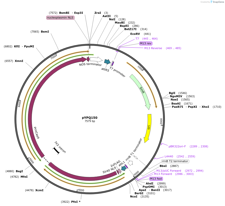 69301-plasmid-map-sequence-id-122139