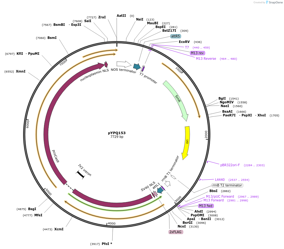 69304-plasmid-map-sequence-id-122142