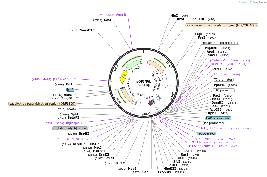 26040-plasmid-map-sequence-id-12216