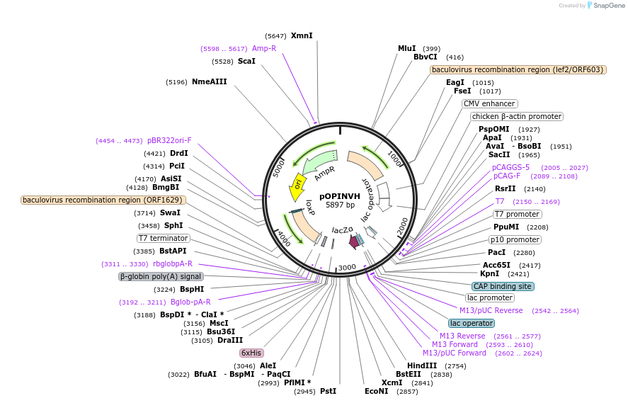 26041-plasmid-map-sequence-id-12217