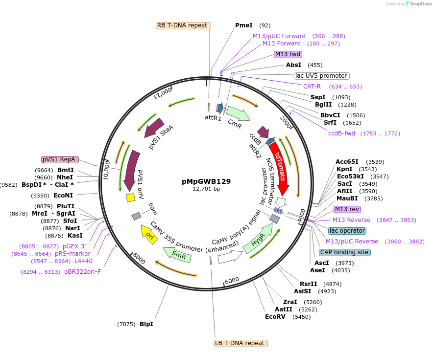 68583-plasmid-map-sequence-id-122177
