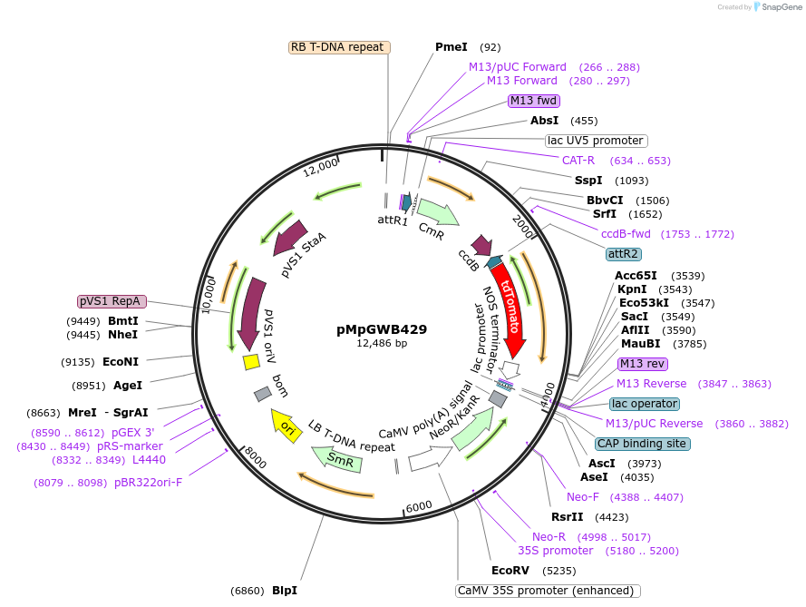 68694-plasmid-map-sequence-id-122180