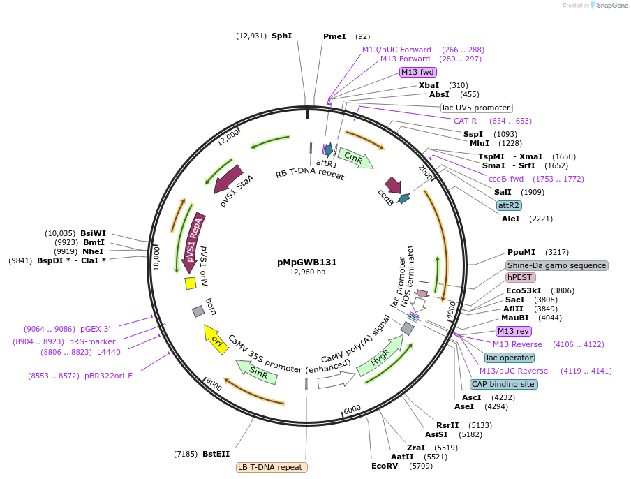 68585-plasmid-map-sequence-id-122185