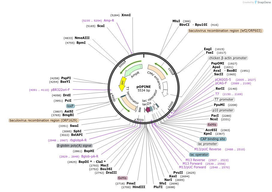26043-plasmid-map-sequence-id-12219