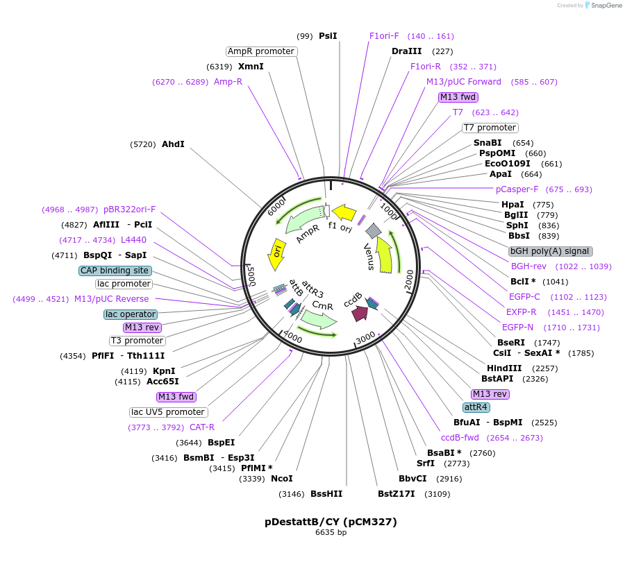 68341-plasmid-map-sequence-id-122204