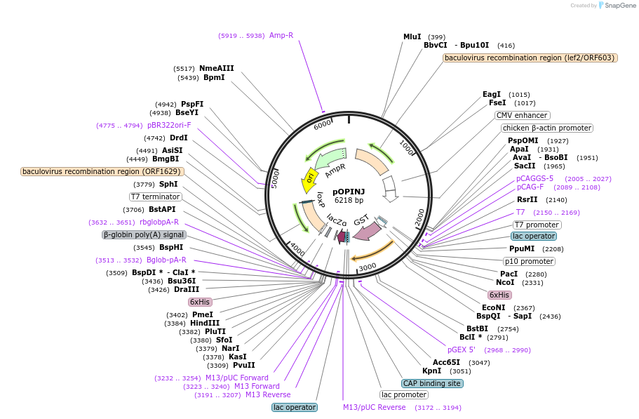 26045-plasmid-map-sequence-id-12221