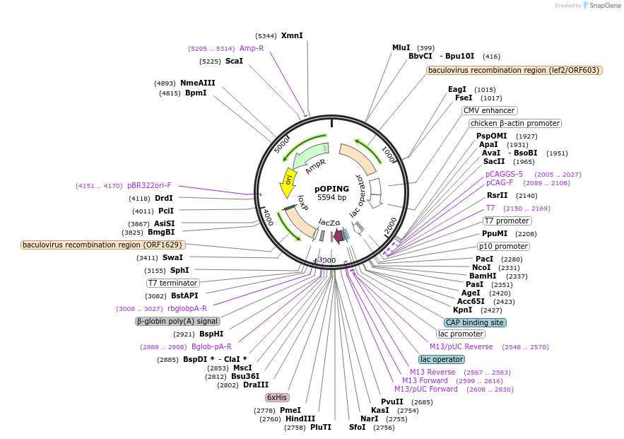26046-plasmid-map-sequence-id-12222