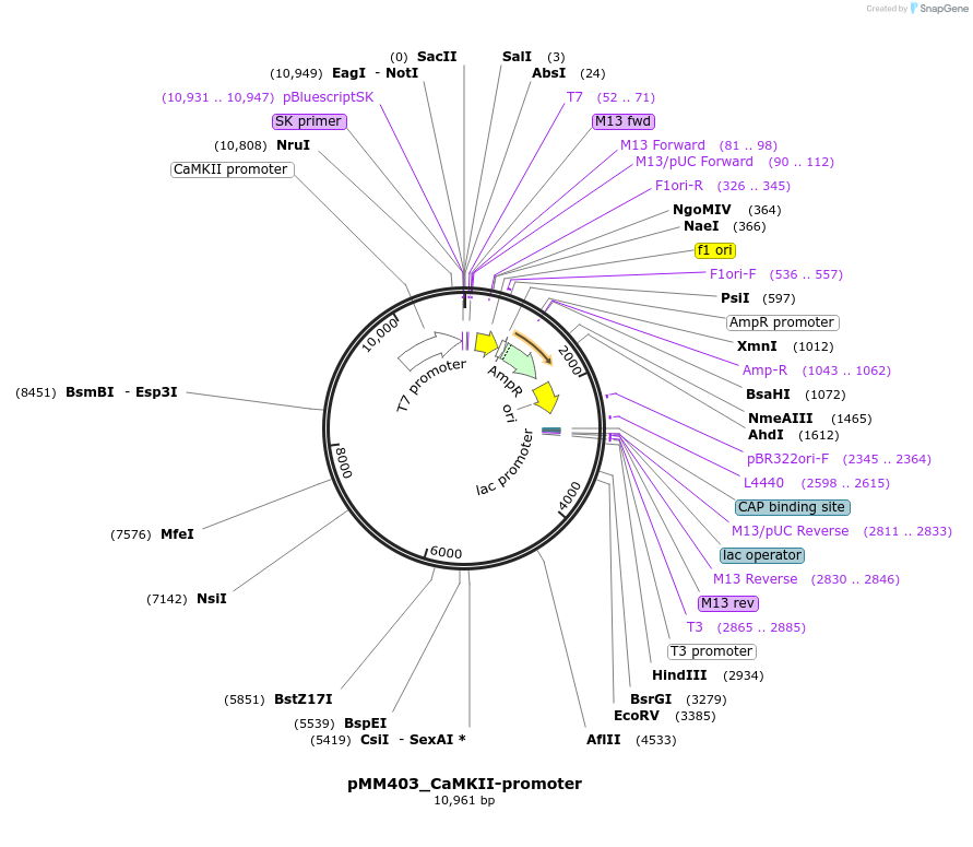 34926-plasmid-map-sequence-id-122246