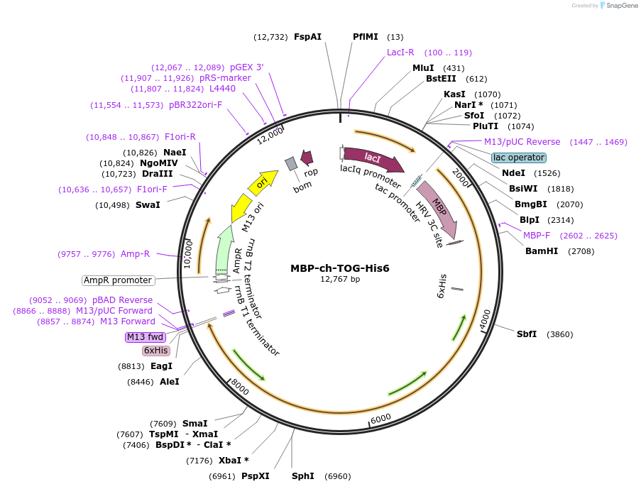 69108-plasmid-map-sequence-id-122253