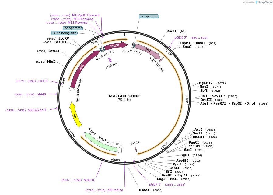 69106-plasmid-map-sequence-id-122256