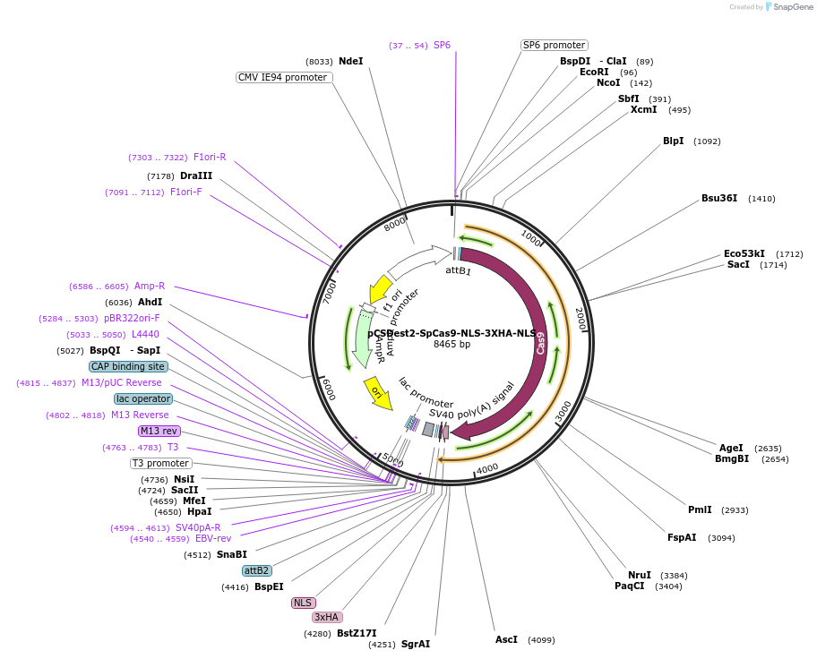 69220-plasmid-map-sequence-id-122268