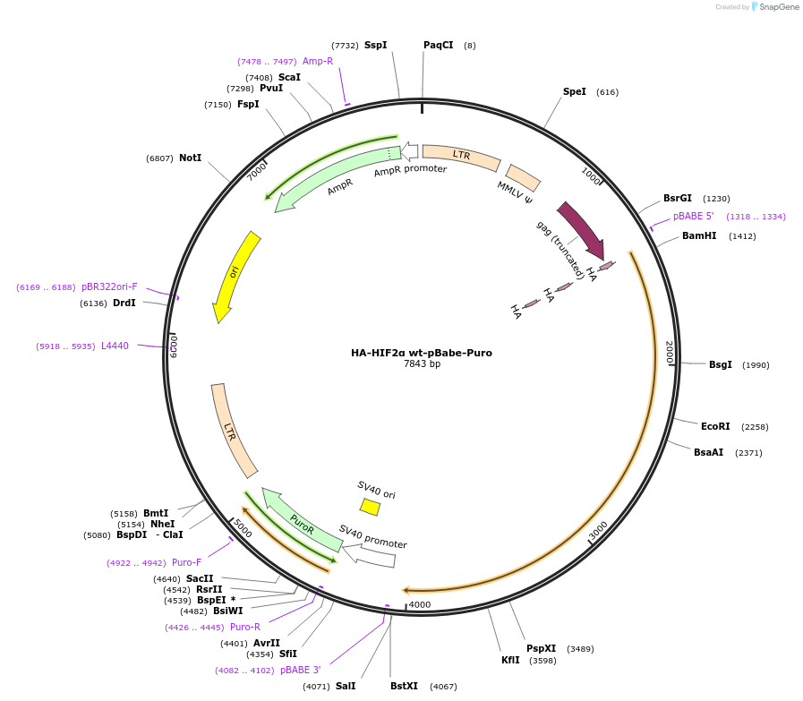 26055-plasmid-map-sequence-id-12227