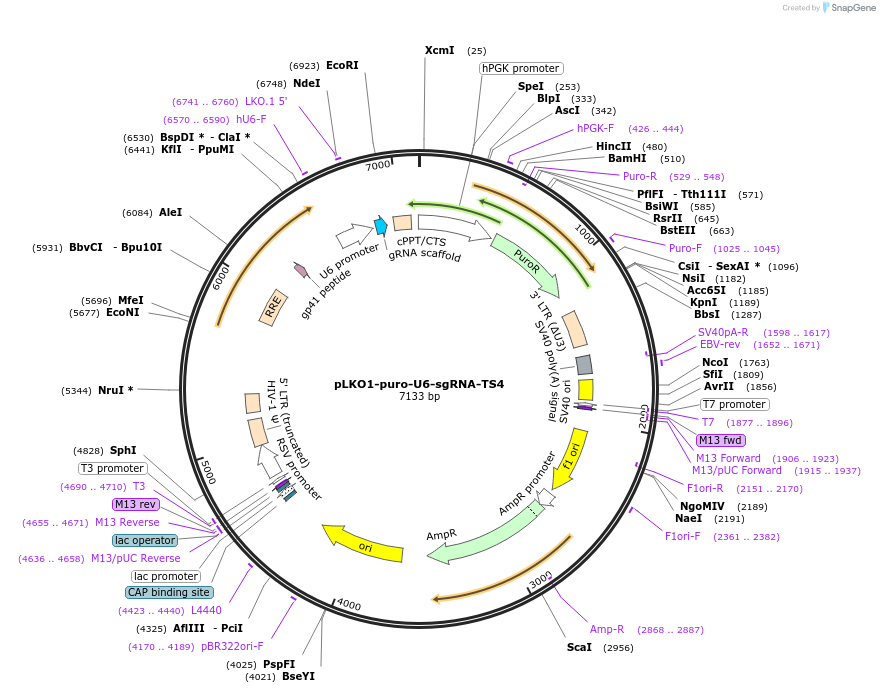 69236-plasmid-map-sequence-id-122318