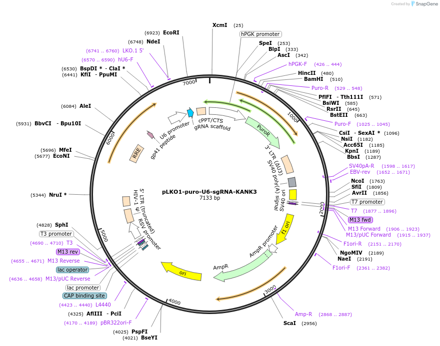 69238-plasmid-map-sequence-id-122320