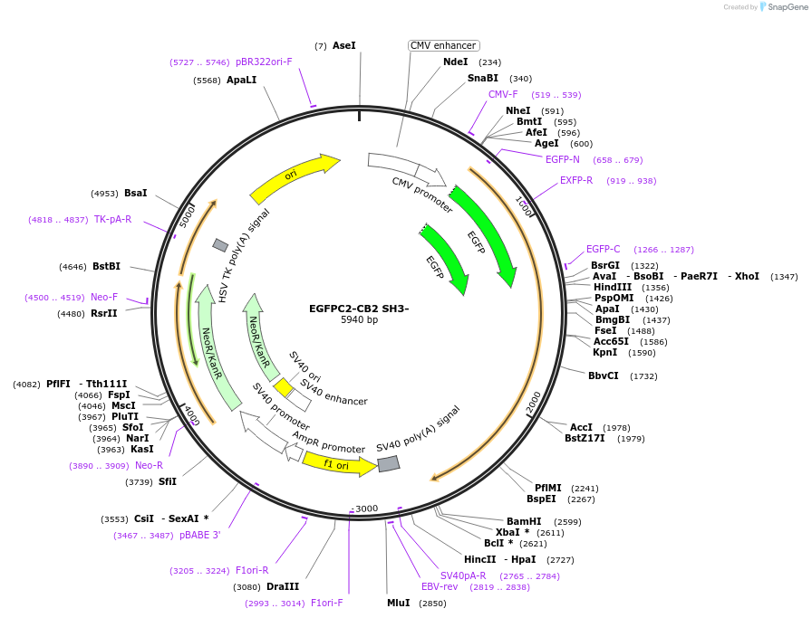68822-plasmid-map-sequence-id-122337