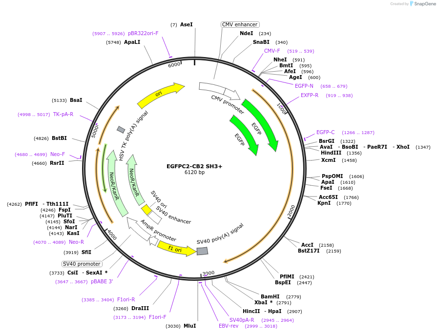 68821-plasmid-map-sequence-id-122342