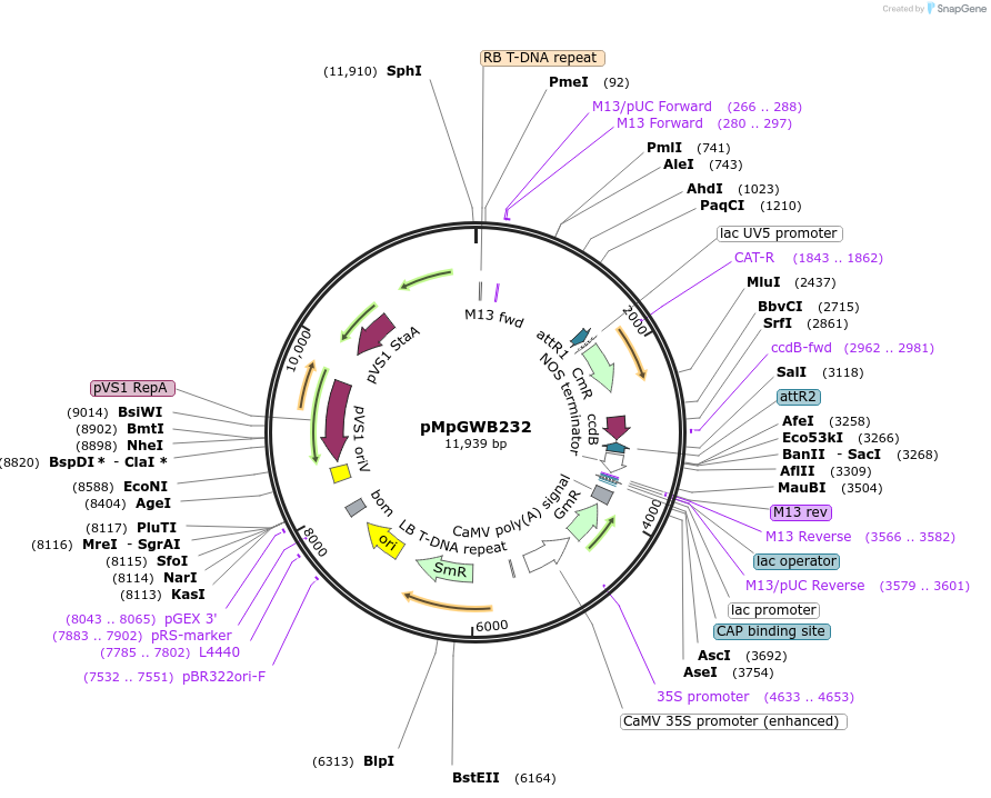 68623-plasmid-map-sequence-id-122358