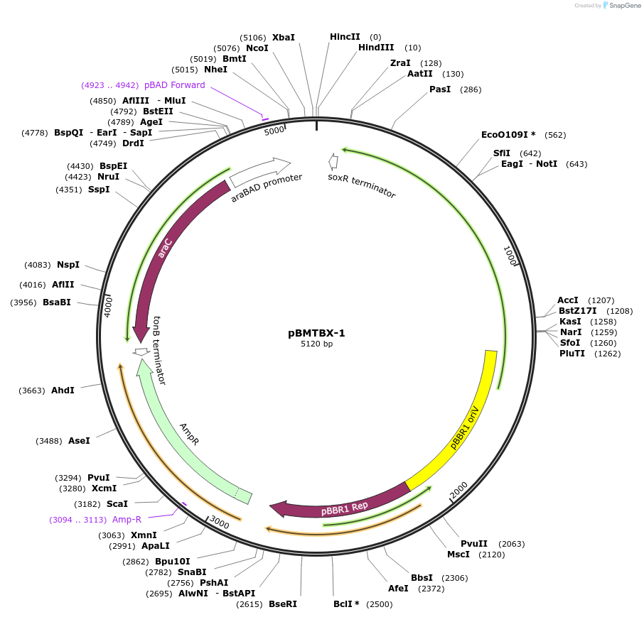 26072-plasmid-map-sequence-id-12236