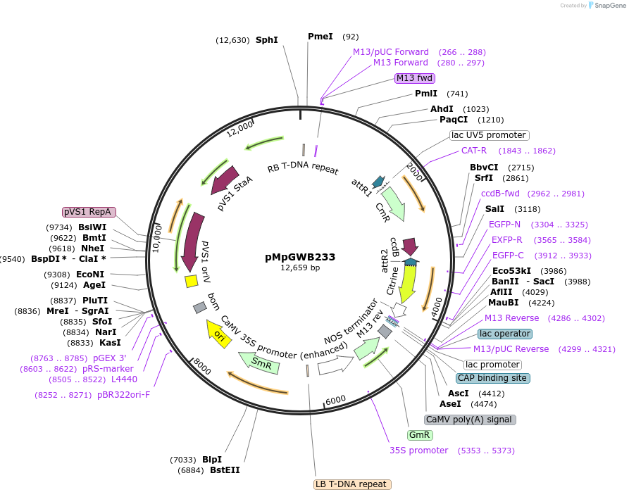 68624-plasmid-map-sequence-id-122362