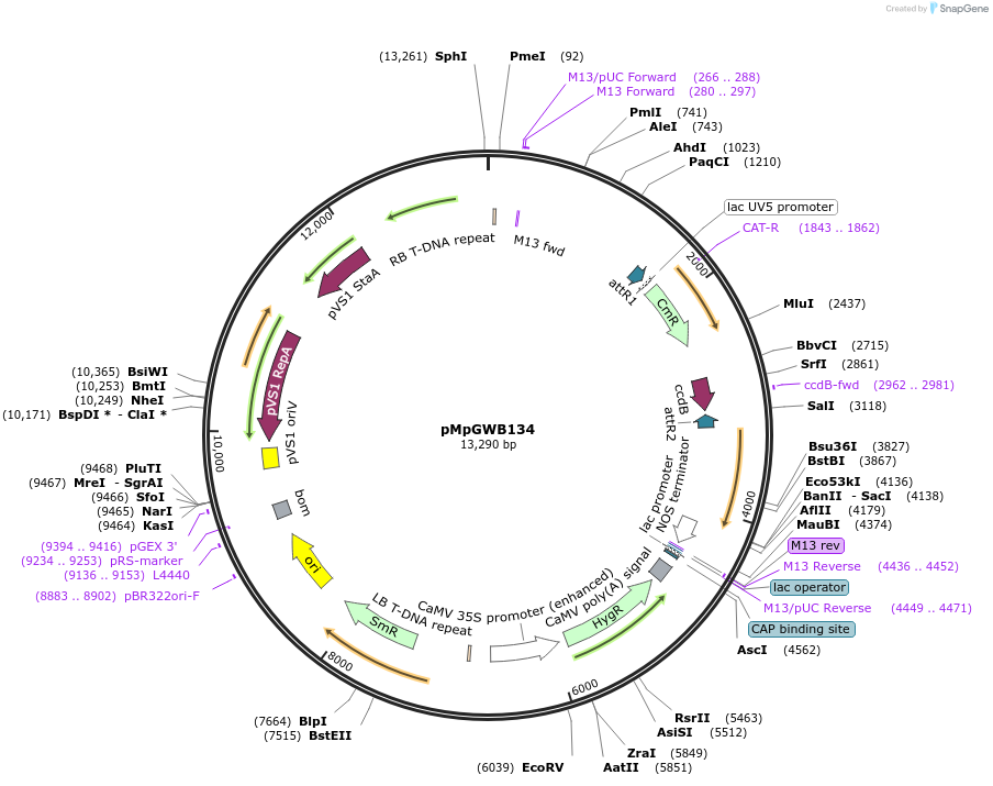68588-plasmid-map-sequence-id-122365
