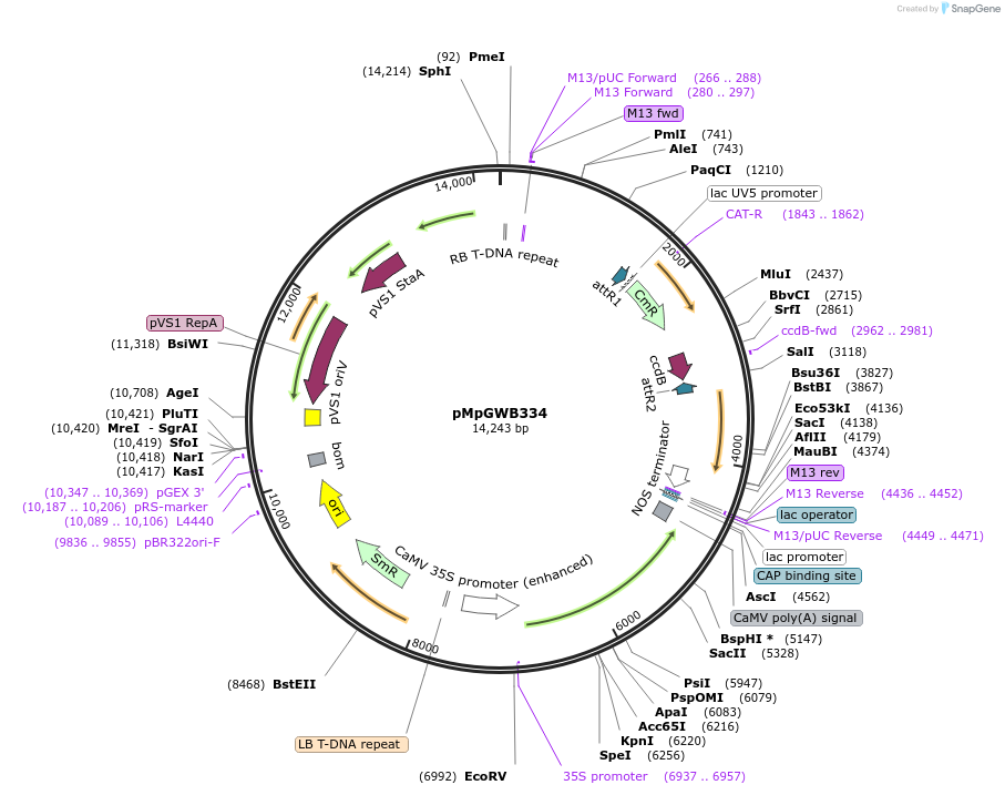 68662-plasmid-map-sequence-id-122367
