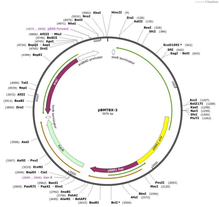 26073-plasmid-map-sequence-id-12237