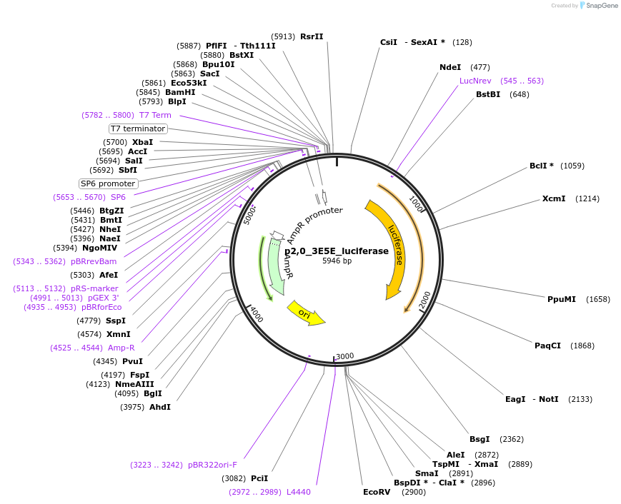 69358-plasmid-map-sequence-id-122383