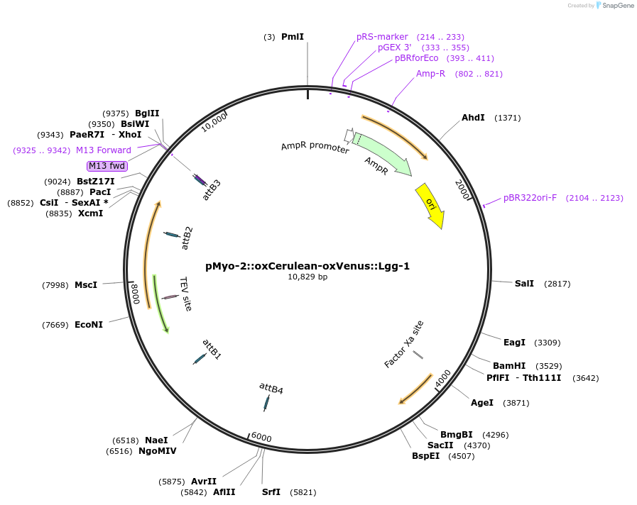 68043-plasmid-map-sequence-id-122389
